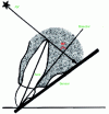 Figure 10 - Principle of Cieszynski isometry applicable to retro-alveolar int@ra-oral images. This principle, known as "least distortion", limits image distortion: the total dimension of the tooth is respected, but apical areas are enlarged.