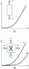 Figure 7 - Illustration of uniaxial and biaxial tests with different combinations of stresses along the axes, showing the differences in mechanical responses generated by the fibrous structure of vascular walls.