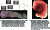 Figure 12 - Mosaicking results: pixel placement in the mosaic frame without correction for texture and color discontinuities.