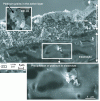 Figure 6 - Example of platinum migration in a PEMFC membrane (doc. CEA)