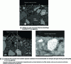 Figure 3 - SEM micrographs of the microstructure of polished sections of coloured concrete