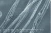 Figure 1 - Flax fibers as seen under a scanning electron microscope (SEM) (from [1])