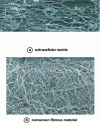 Figure 10 - Comparison of extracellular matrix (a) and non-woven fibrous material (b) (Images: Centexbel)