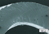 Figure 14 - Scanning electron microscopy micrograph showing shear bands (in tension at top and in compression at bottom) in a Zr57Nb5Al10Cu15.4Ni12.6 base metal glass ribbon plastically deformed in bending. 