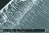 Figure 22 - River structure of a compressive brittle fracture facies on a Mg65Cu25Gd10 alloy. 