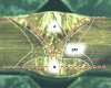 Figure 13 - Macrographic cross-section of a weld. The dotted lines give an idea of the pre-machining required to obtain a final dilution rate of around 30%.