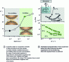 Figure 10 - Macroscopic experiments to validate the frictional transition model (adapted from [22])