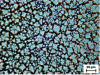 Figure 14 - Frosted glass surface obtained by etching a solution of Sepifrost® 001