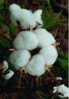 Figure 3 -  Mature Gossypium hirsutum L. cotton boll (© Cirad) 