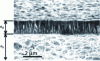 Figure 13 - Cross-section of a TiAlN deposit on a carbide substrate [23].