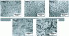 Figure 9 - SEM observations showing the evolution of the morphology of mica crystals (crystallizing from a K2O–MgF2–MgO–SiO2 glass) during crystallization annealing at different temperatures[43].