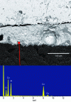 Figure 1 - EDS microanalysis combined with SEM reveals the point composition (red circle) of the interphase created at the junction between copper oxide and alumina (from [4]).