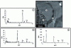 Figure 2 - EDS spectra on areas close to the substrate/deposition interface for a coating of an Al2O3-TiO2 suspension (after [6])