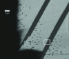 Figure 29 - SEM observation of sample cross-section after laser treatment