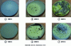 Figure 11 - Images of ZrC-20 %MoSi2 samples oxidized at 1,800 K, 2,000 K, 2,270 K and 2,400 K