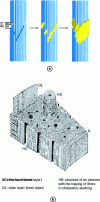 Figure 1 - (a) arrangement of collagen molecules and formation of crystals in areas with holes, then development along the fibers (reproduced from [2]), (b) representation of the structure of cortical bone showing osteones (from [4]).