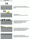 Figure 12 - Sequences of events taking place on the surface of a calcium phosphate-based bioactive ceramic, leading to newly formed bone tissue (after [66])