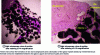 Figure 9 - Histological section of a porous bioactive glass support with starting composition SiO2—CaO (respective mass contents 75%-25%) after six weeks of implantation in the sheep mandible (reproduced with permission from John Wiley & Sons, after [76]).