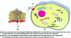 Figure 2 - Mechanism of action of nanoparticles (® Doc. Urodelia)