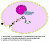 Figure 4 - Different stages in the internalization of nanoparticles in the cell (© Doc. Urodelia)