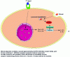 Figure 2 - Activation of the inflammasome