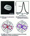 Figure 15 - Polarization dependence of emission and scattering from a nanobead plasmophore [36].