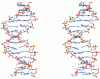 Figure 2 - Stereoscopic view of the DNA double helix