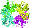 Figure 4 - Hemoglobin structure (arrows indicate heme sites)