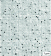Figure 2 - Nanometric inclusion of polyester in a polypropylene matrix according to US20100035497