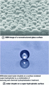 Figure 9 - Shot of a nanostructured glass surface and water droplet on a superhydrophobic surface (photo: José Bico)