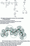 Figure 22 - Diagram of superplasticizers and the FBW model