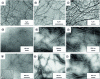 Figure 10 - Transmission electron microscopy micrographs showing cellulose nanofibrils obtained by high-pressure mechanical processing: (a) sugar beet pulp [67], (b) potato pulp [68], (c) Opuntia ficus-indica[69], (d) cotton [57], (e) tunicin [57], (f) bacterial cellulose [57], (g) sulfite bleached softwood pulp [55], (h) prickly pear peel [70] and (i) banana rachis [71].