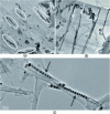 Figure 13 - (a) Cobalt NP chains on a foil, (b) and (c) chains after foil winding (after [60])