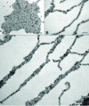 Figure 2 - Organizational characteristics of 16 nm (A) and 21 nm (B) magnetite nanoparticles (TEM image, scale bar: 100 nm) (after [26])