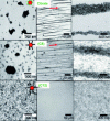 Figure 3 - TEM images obtained for nanocrystals surface-functionalized with citrate ions and dispersed in water, and with octanoic or dodecanoic acid and dispersed in hexane. The solvent is evaporated in the absence (left column) or presence of a magnetic field (0.59 T). Diluted nanocrystal solutions (from [35] [44])