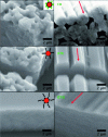 Figure 4 - SEM images obtained for nanocrystals surface-functionalized with citrate ions and dispersed in water, and with octanoic or dodecanoic acid and dispersed in hexane. The solvent is evaporated in the absence (left column) and in the presence of a magnetic field (0.59 T). Concentrated nanocrystal solutions (from [35] [44])