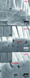 Figure 5 - SEM images of structures obtained under a magnetic field of variable intensity (citrated NPs) (after [35])