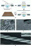 Figure 7 - (a) Schematic representation of the protocol used to assemble NPs into aligned structures, (b) TEM images of nanocubes, (c) "belt" structures, (d) double helix structure (after [46]).