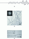 Figure 8 - (a) Nanofiber molecule with three histidines and two carboxyl functions, (b) Transmission electron microscopy image of a magnetic nanofiber network, (c) Isolated nanofiber decorated with magnetite NPs (after [48]).