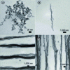 Figure 9 - MET images of (a) PSSS-Mag1 dried in the absence of a magnetic field and (b) PSSS-Mag1, (c) PSSS-Mag2 and (d) PSSS-Mag3 dried in a 0.5 T field (after [49]).