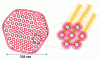 Figure 9 - Organized structure of nanoparticles obtained with squalene-grafted derivatives of active ingredients