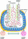 Figure 5 - Fate of nanoparticles after inhalation