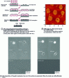 Figure 10 - Principle of micro-contact printing (a) and (b) and cell culture on gold nano-plots coated with RGD peptide (c)