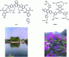 Figure 17 - Example of a blend of two polymers, respectively electron donor (PBDB-T) and electron acceptor (PZT-γ) [33]. Below, photographs taken through a solar cell, measured at 10.3% PCE, illustrating transparency [34].