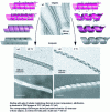 Figure 7 - TEM images showing the effect of temperature on the reorganization of the organic surfactant during silicification. Corresponding SEM images 