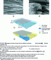 Figure 8 - SEM images of mother-of-pearl from two different mollusks and schematic representation of a formation model before and after the mineralization stage. 