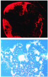 Figure 12 - Images of a DNA biochip observed under epifluorescence microscopy and SEEC microscopy