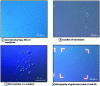 Figure 13 - Nanometric structures observed with an optical microscope on Surf