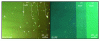 Figure 9 - Optical microscopy between crossed polarizers of a stack of Langmuir-Blodgett layers (5.4 nm per layer) on a silicon support and Surf