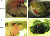 Figure 5 - Photographs of amphibian Xenopus laevis larvae exposed for 12 days to 0 mg.L-1 (control condition) (A) or 50 mg.L-1 of double-walled CNT (B). Arrows indicate the presence of CNT in the gills and intestine.
